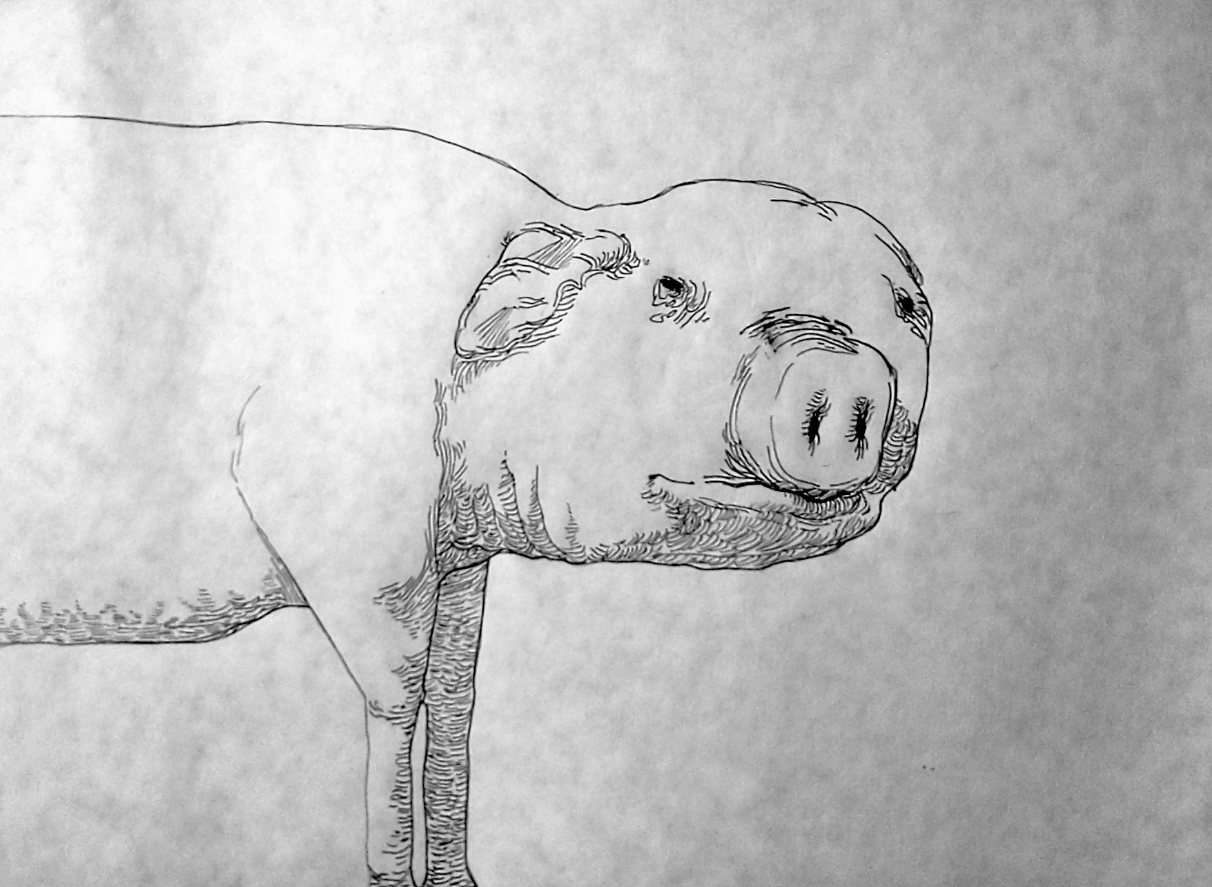 artwork: pig