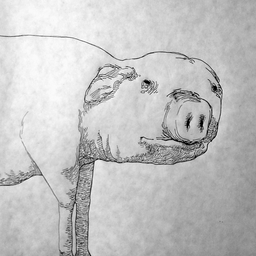 pig preview image